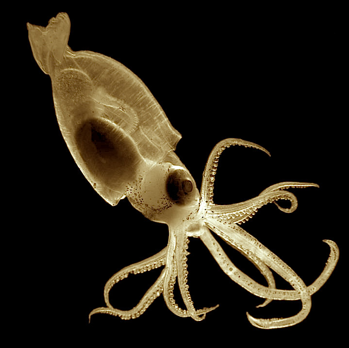 Opiniones de Teuthida