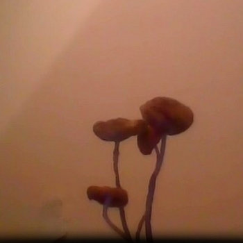 a4199756124_2.jpg